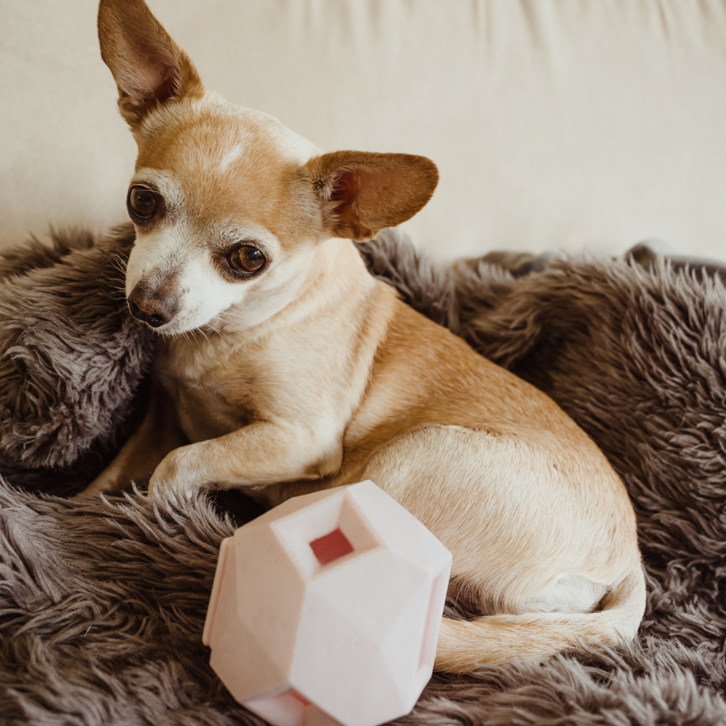 Odin Dog Puzzle Toy – Interactive Treat Dispenser and Slow Feeder