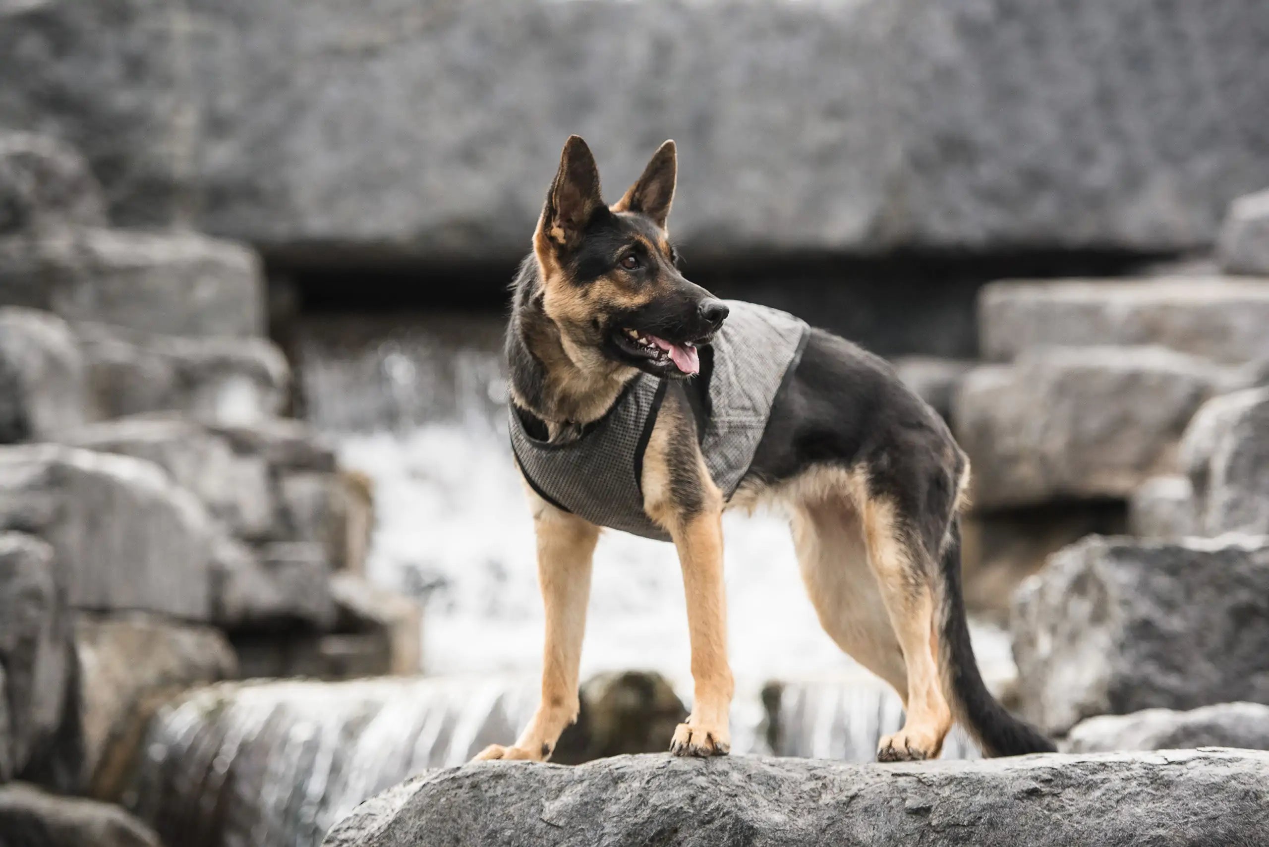 US Army Dog Cooling Vest with UV Protection, Grey