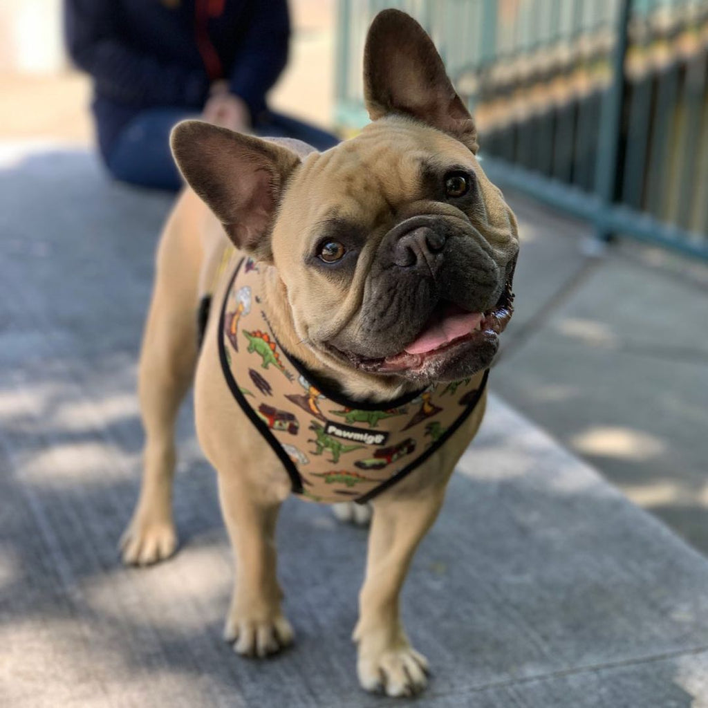 Jurassic Bark Reversible Dog Harness – Dino & Camo Prints
