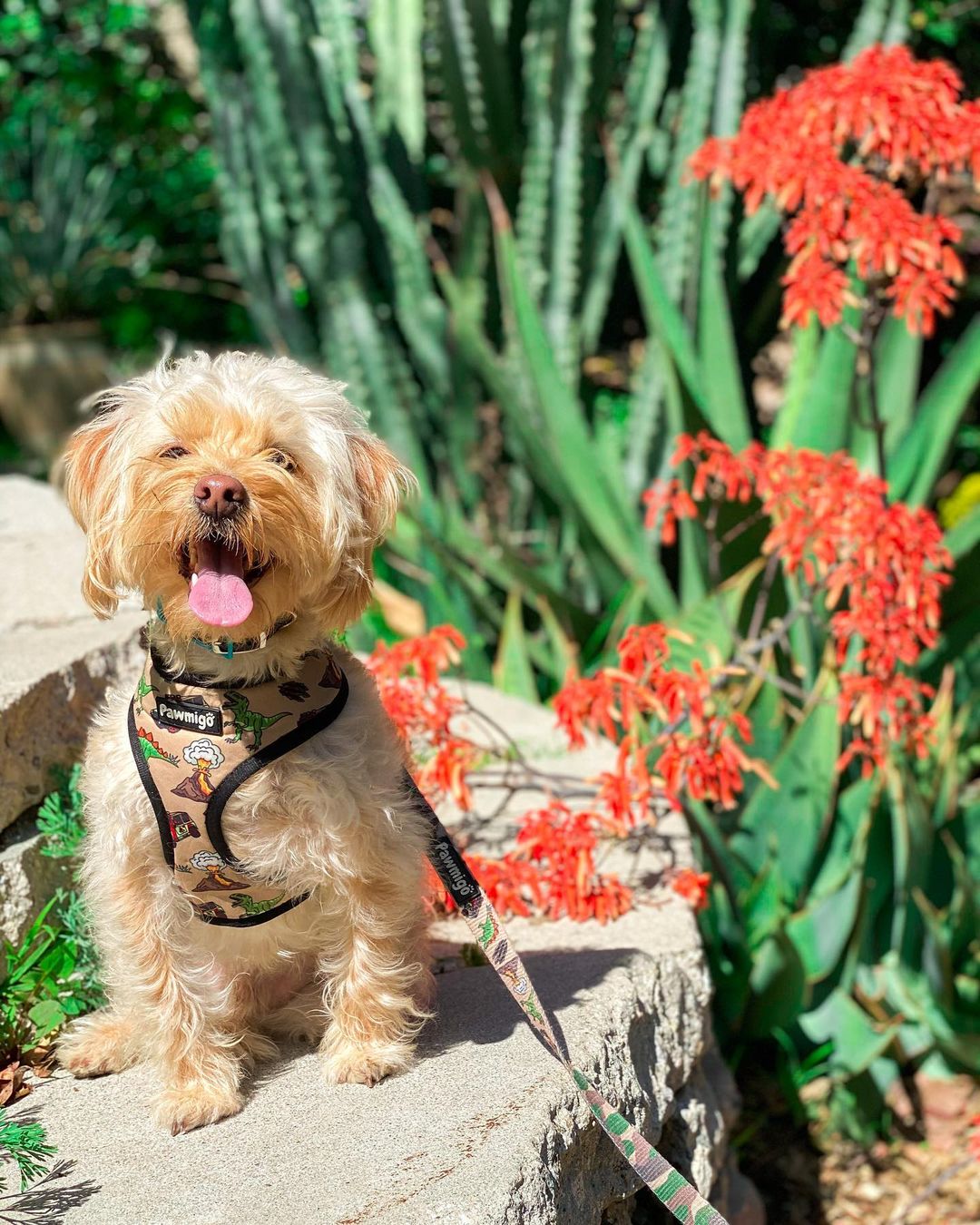 Jurassic Bark Reversible Dog Harness – Dino & Camo Prints
