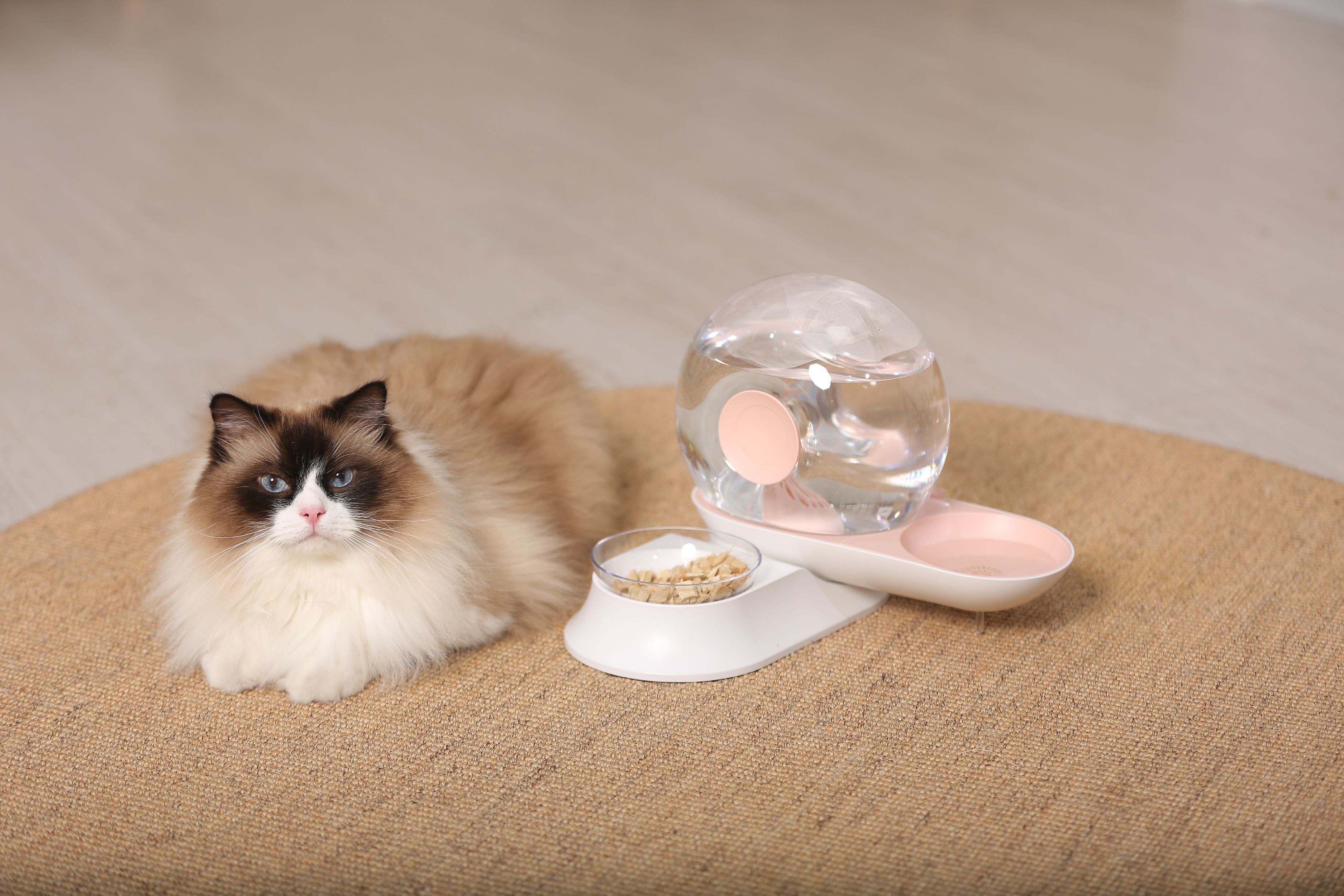 2-in-1 Snail-Shaped Filtered Water and Food Bowl for Cats and Small Dogs