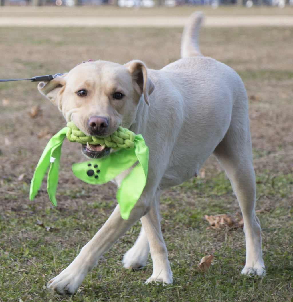 Extreme Twist Jute and Nylon Squeak Dog Toy