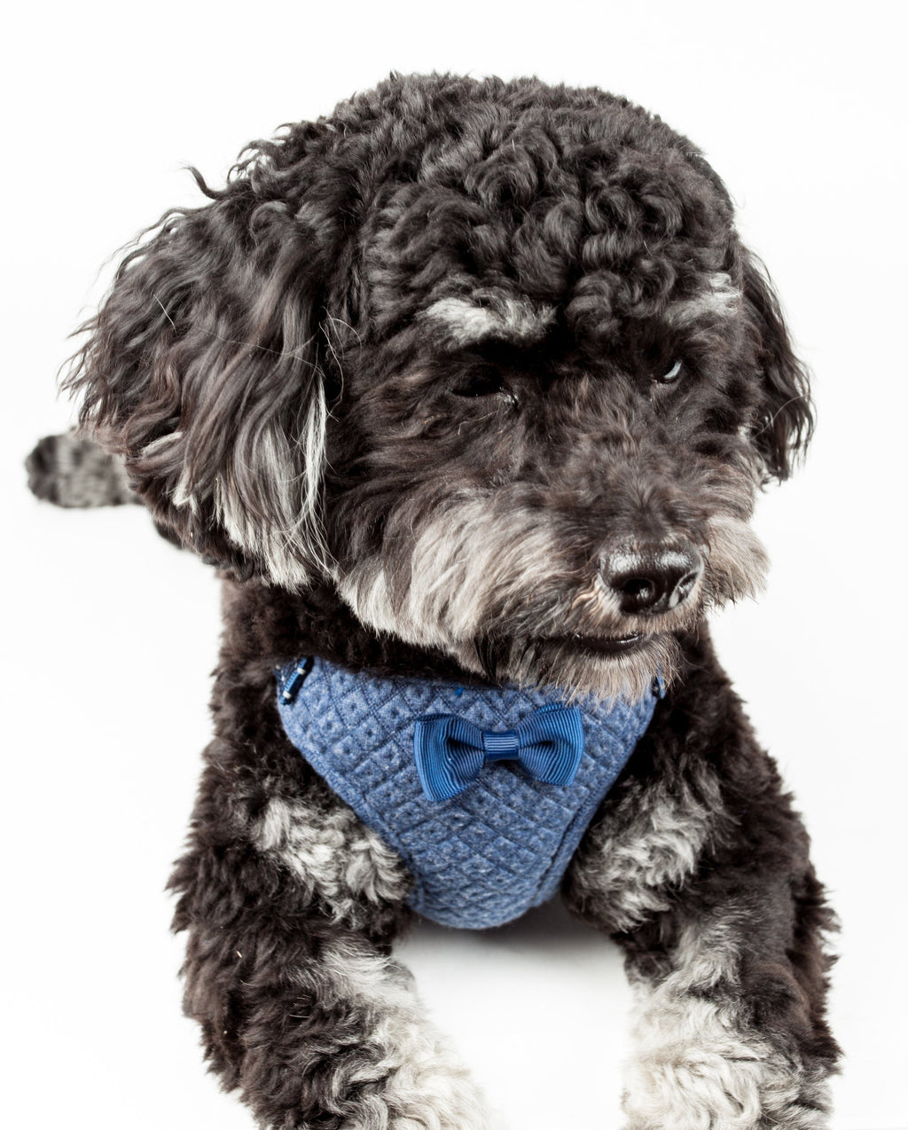 Flam-Bowyant Mesh Adjustable Dog Harness with Bow Tie