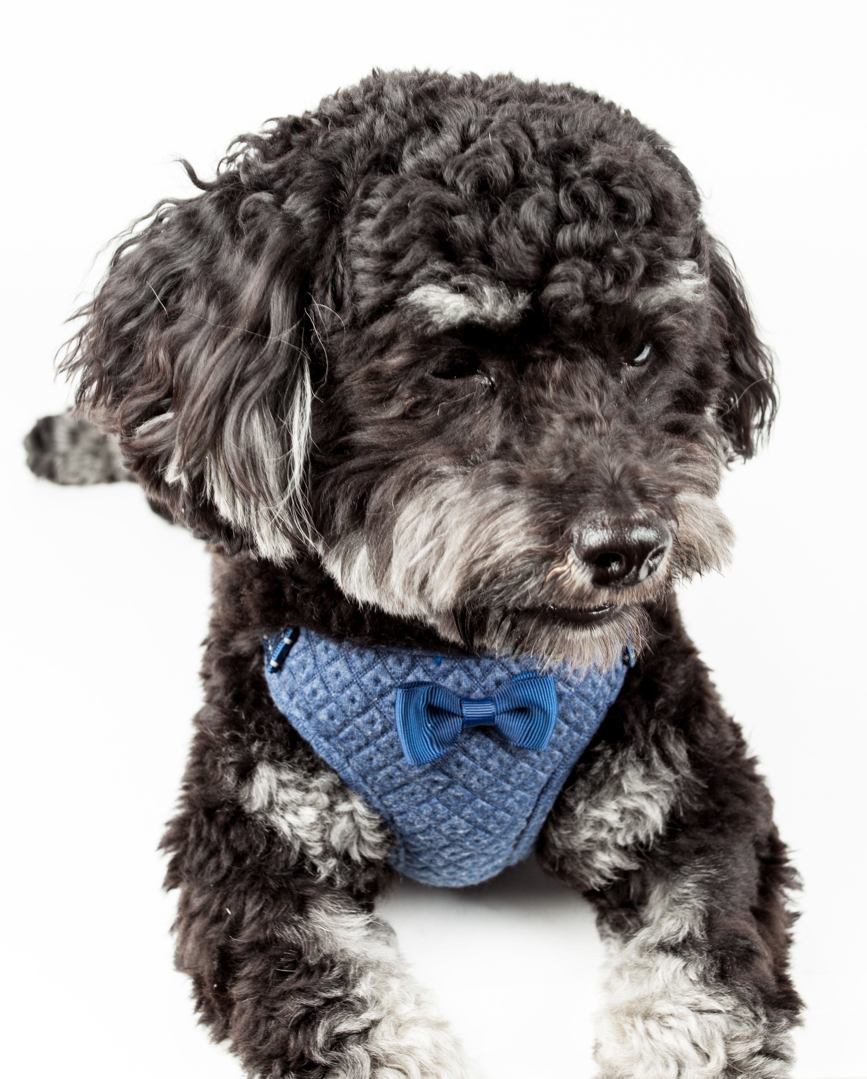 Flam-Bowyant Mesh Adjustable Dog Harness with Bow Tie