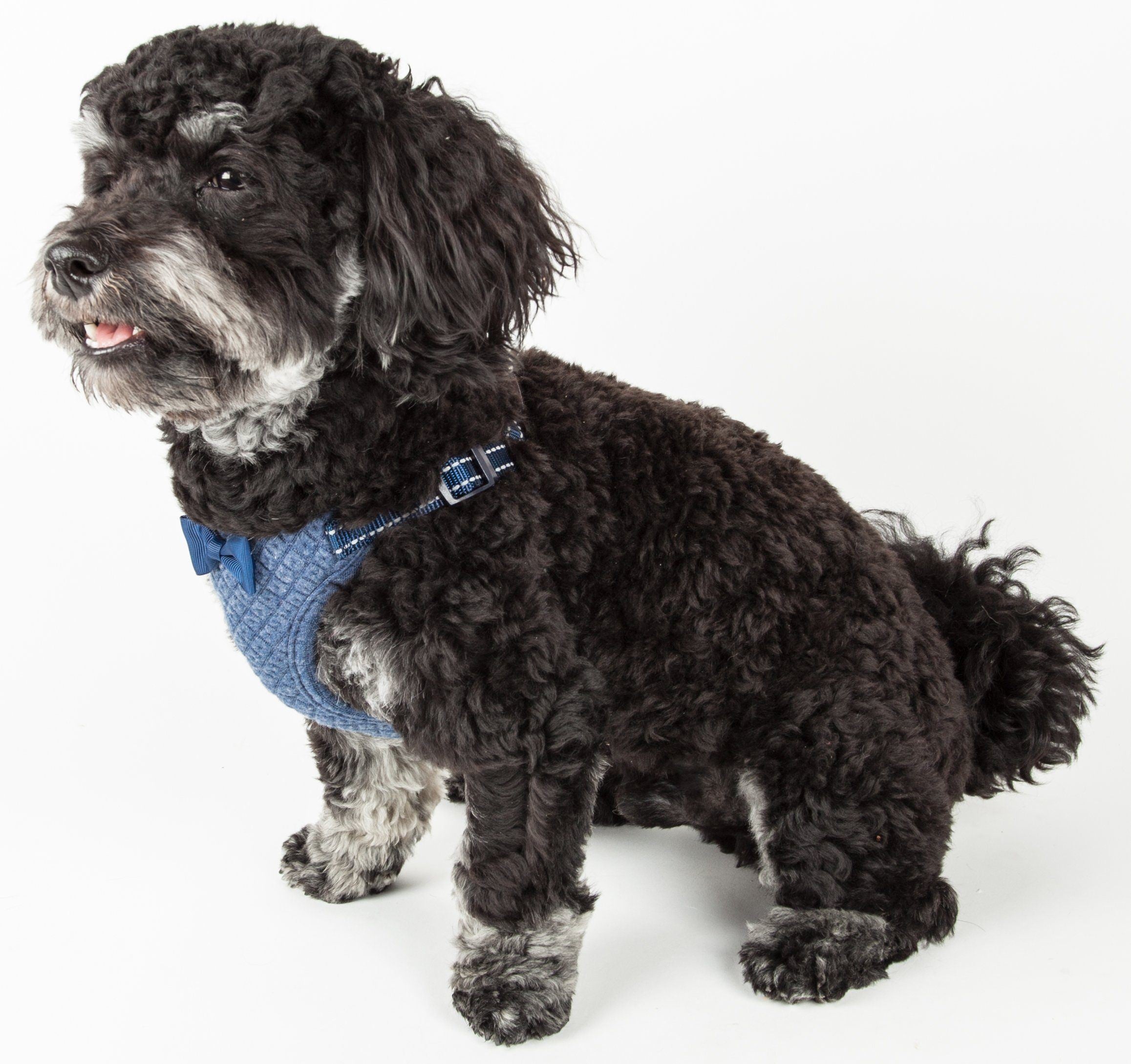 Flam-Bowyant Mesh Adjustable Dog Harness with Bow Tie