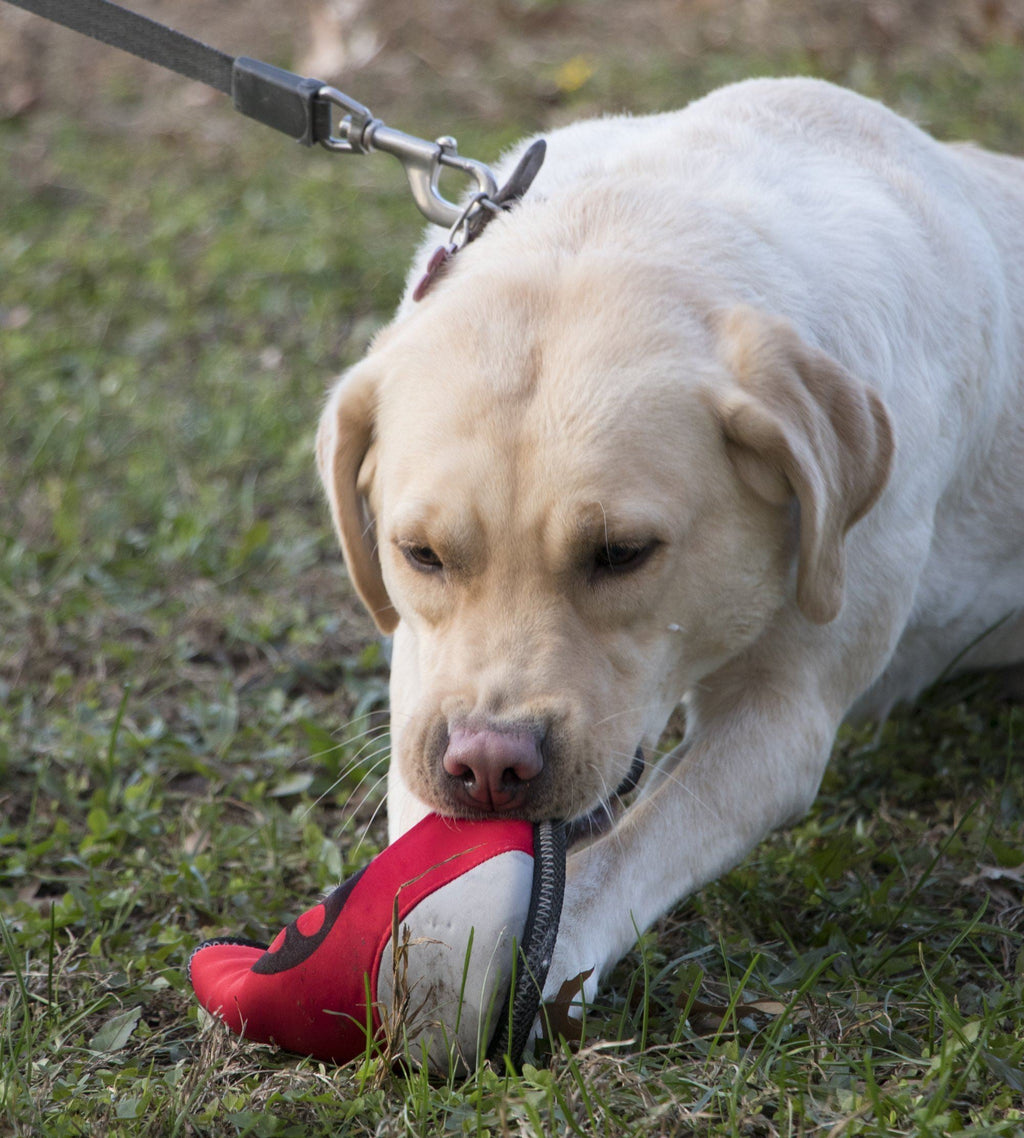 Active Life Extreme Neoprene Floating Dog Toy