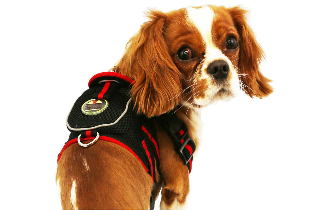 Mesh Pet Harness With Pouch – Adjustable, Breathable Design