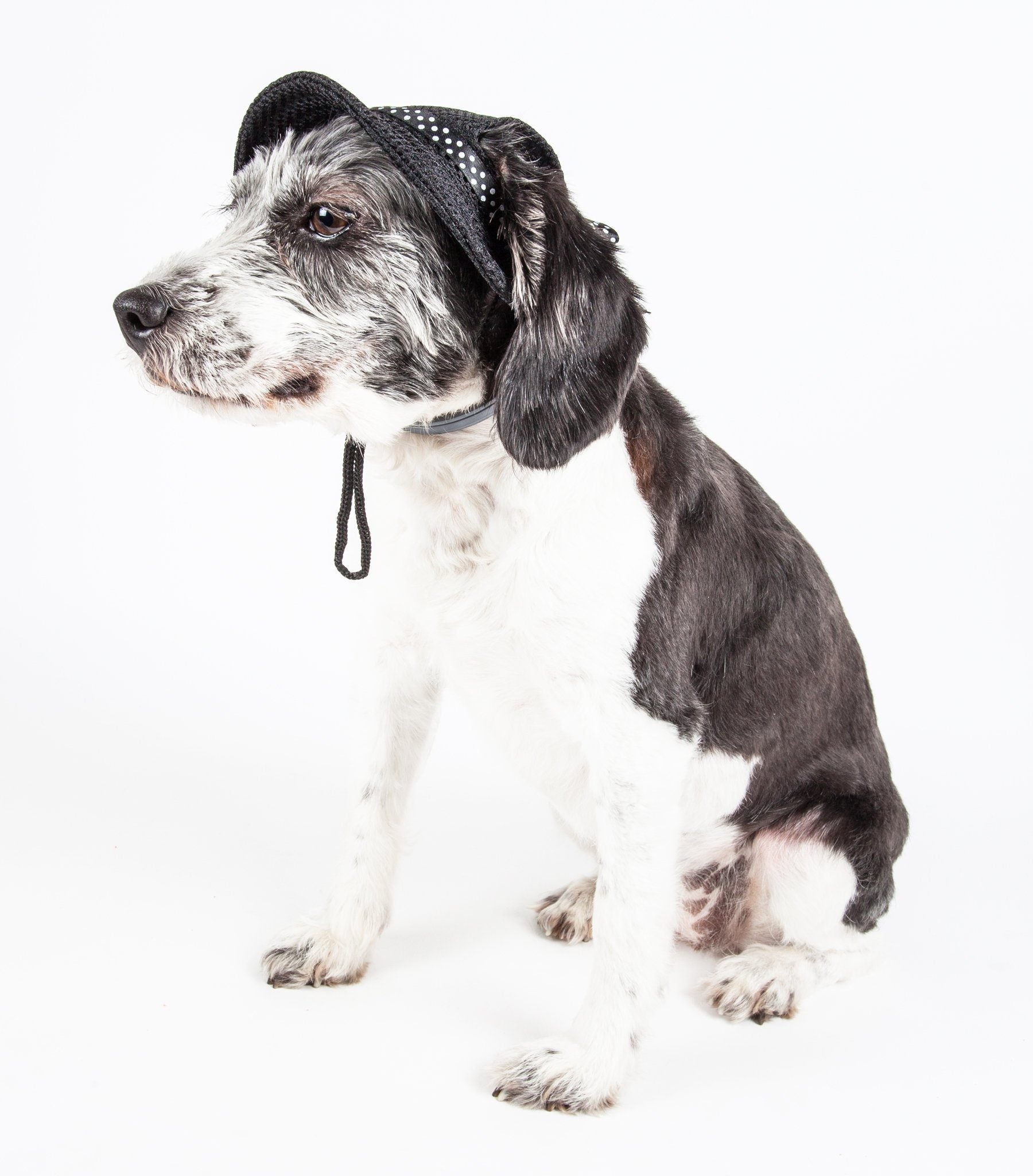 Sea Spot Mesh Brimmed Dog Hat with UV Protection