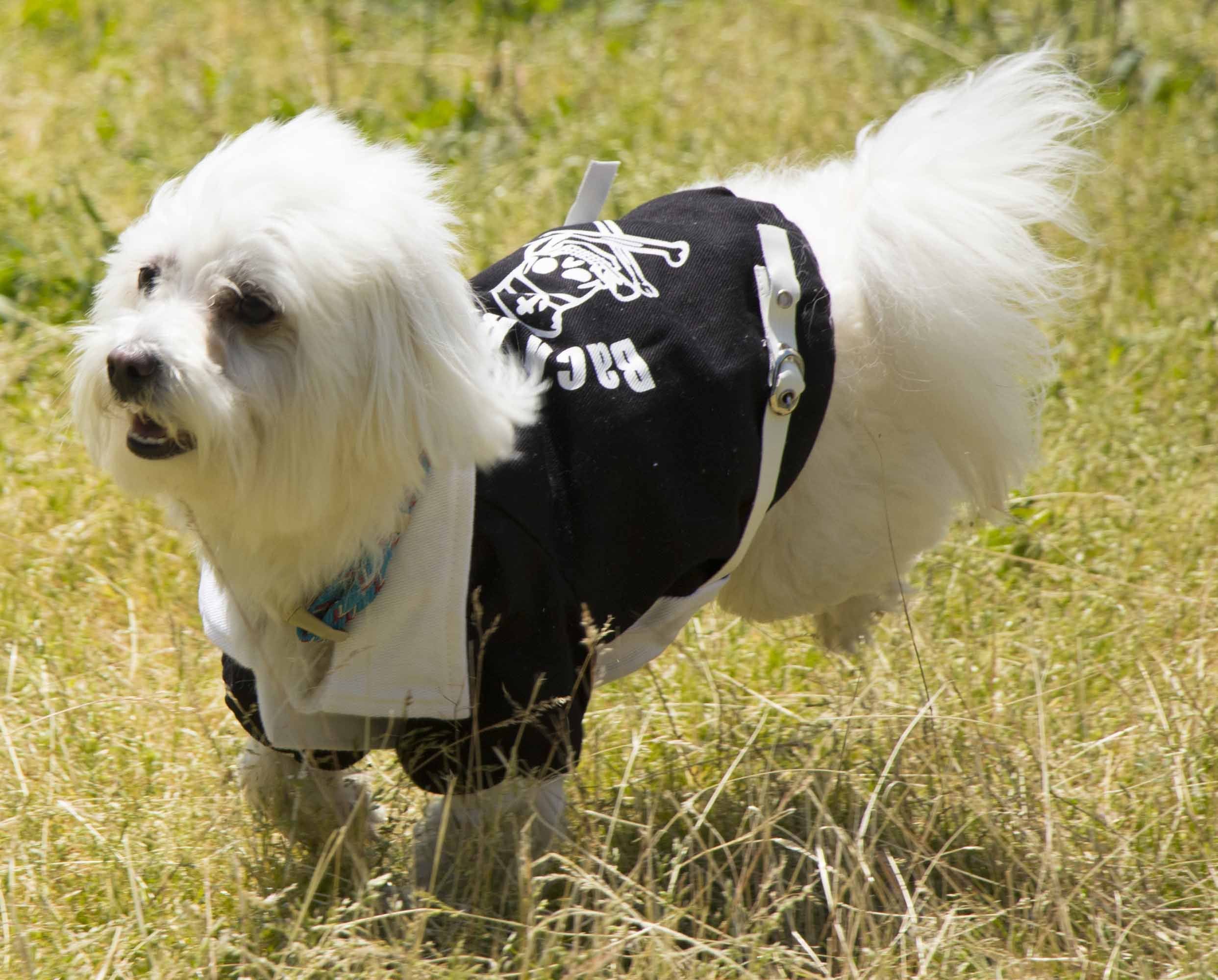 Barkcity Varsity Denim Dog Coat with Buckles and Leash Slit