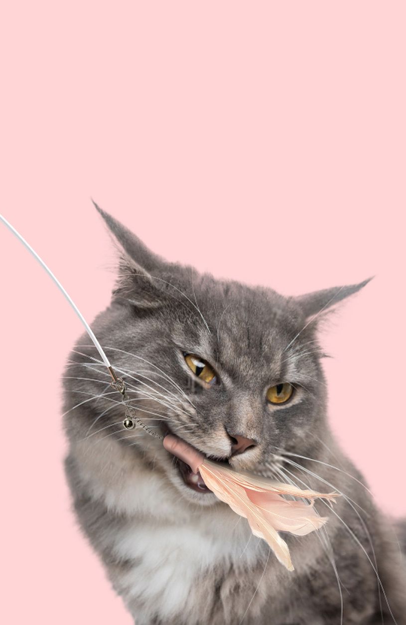 Wander-cat Customizable Extendable Cat Teaser with Laser