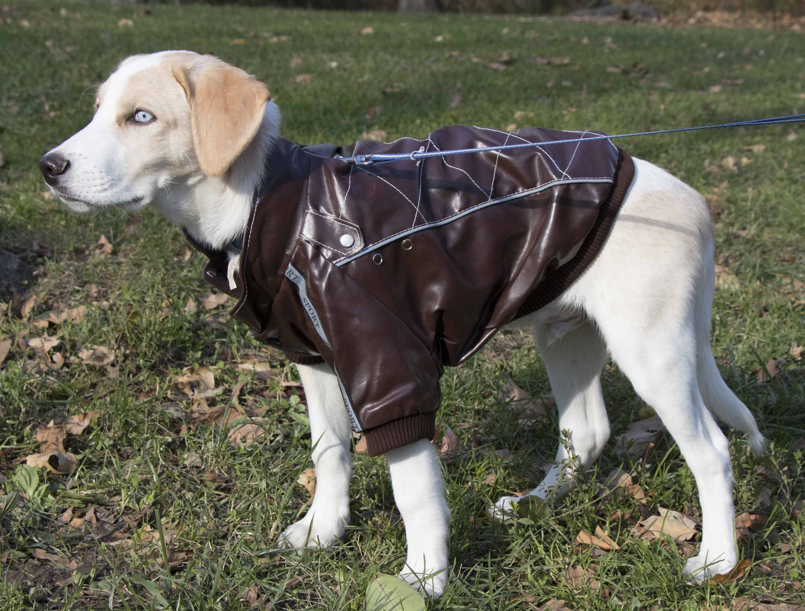 Tough Rider Fashion Dog Coat with Cross-Stitch and Button Accents