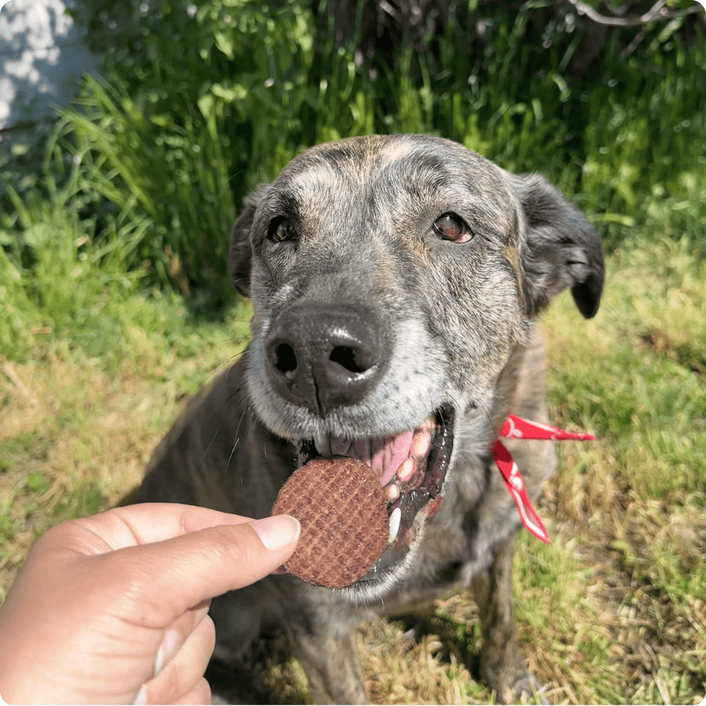Farm to Pet Beef Chips Dog Treats – Single Ingredient, 100% Beef