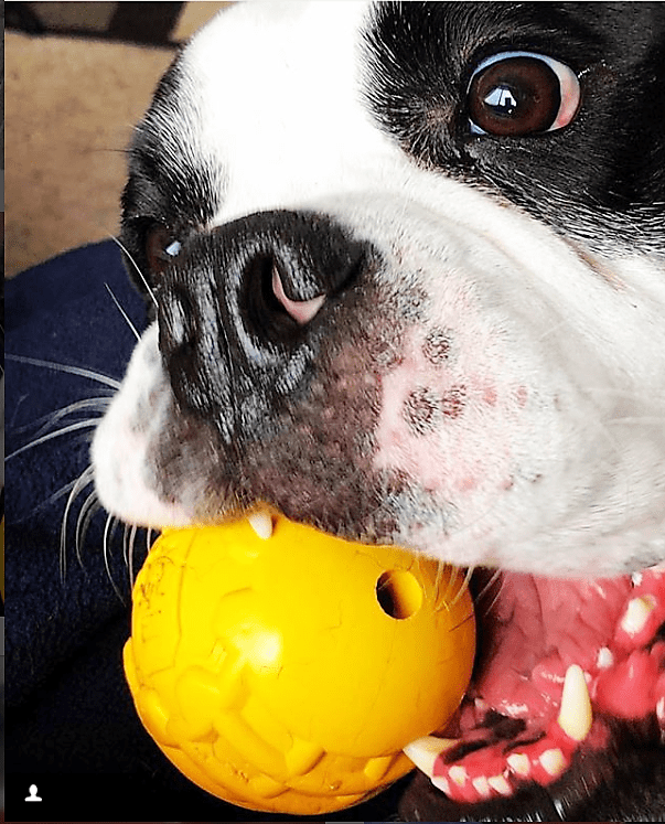 Industrial Dog Ball Ultra-Durable Rubber Chew Toy for Large Dogs