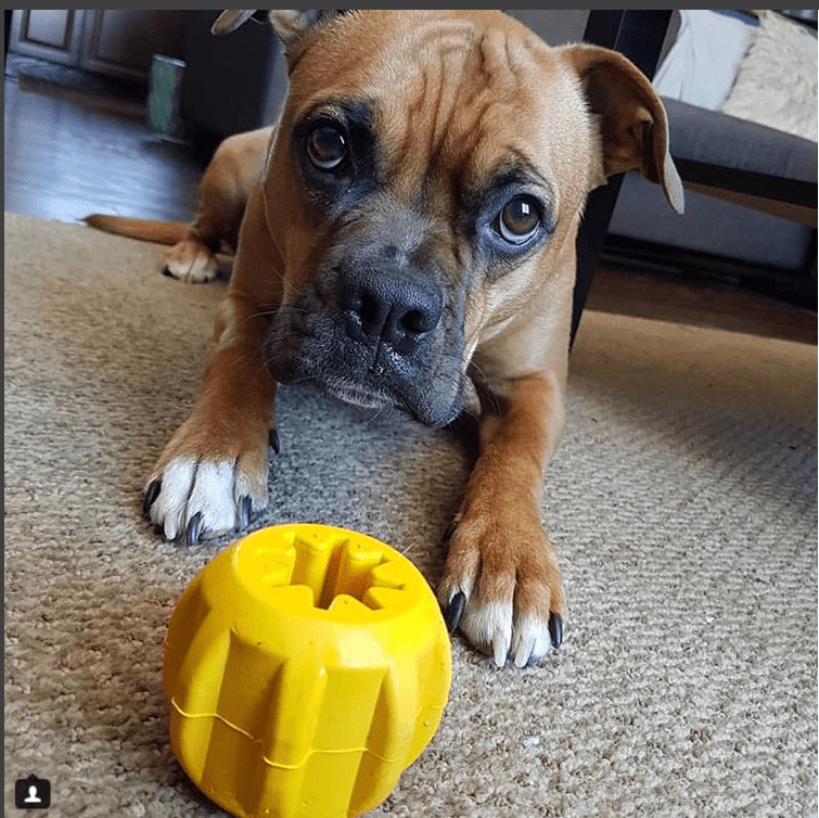 Gear eDispenser Rubber Chew Toy and Treat Holder for Power Chewers, Large