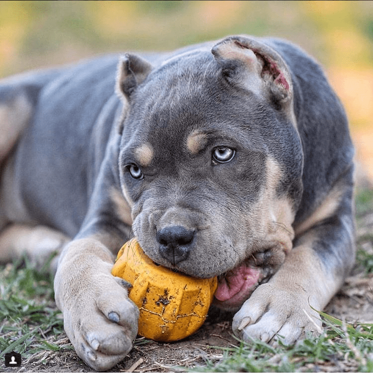 Gear eDispenser Rubber Chew Toy and Treat Holder for Power Chewers, Large