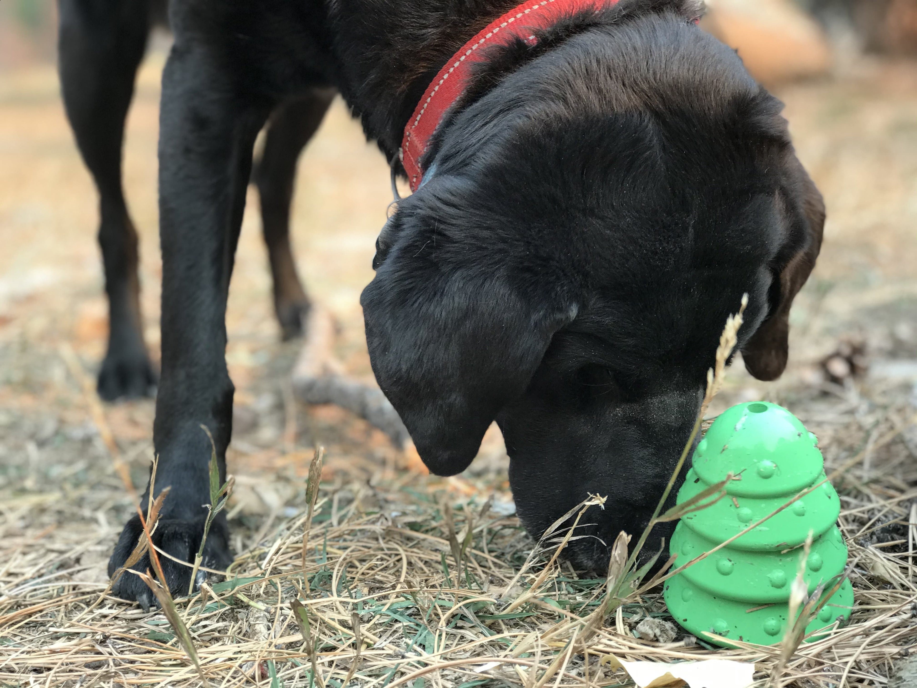 Christmas Tree Treat Dispenser for Large Dogs – Natural Rubber, Green