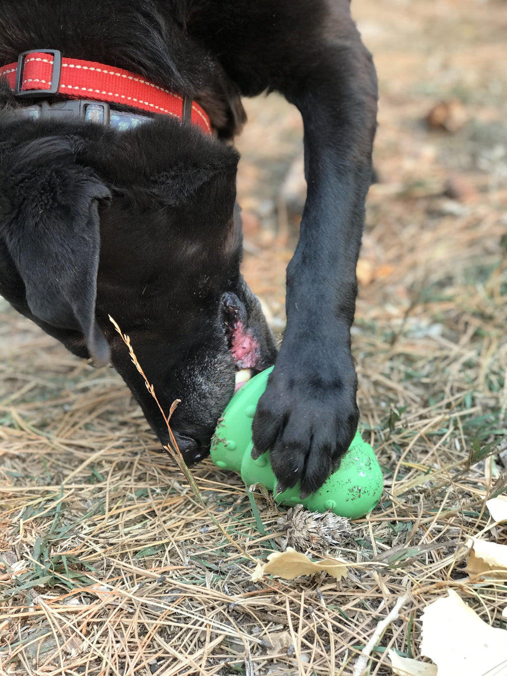 Christmas Tree Treat Dispenser for Large Dogs – Natural Rubber, Green