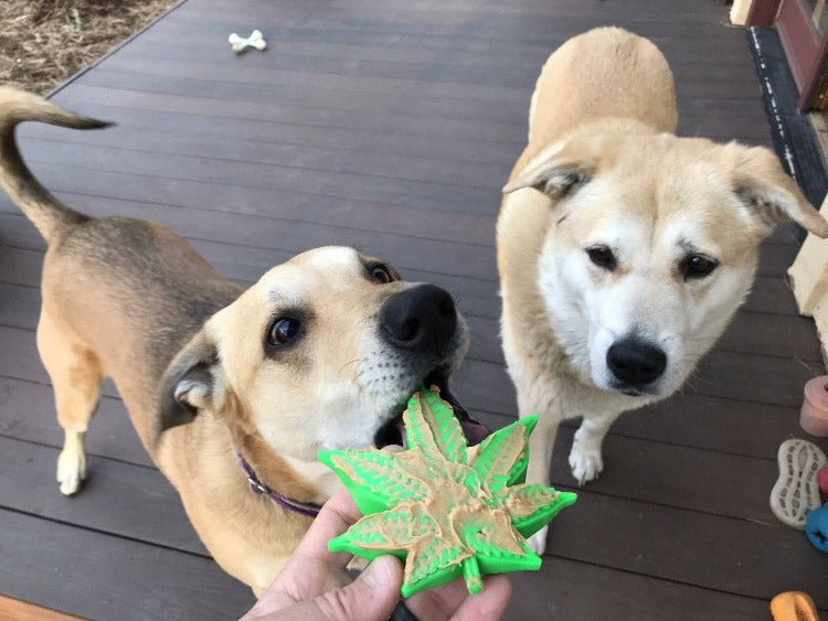 Colorado Maple Leaf Durable Nylon Dog Chew Toy, 5" Green