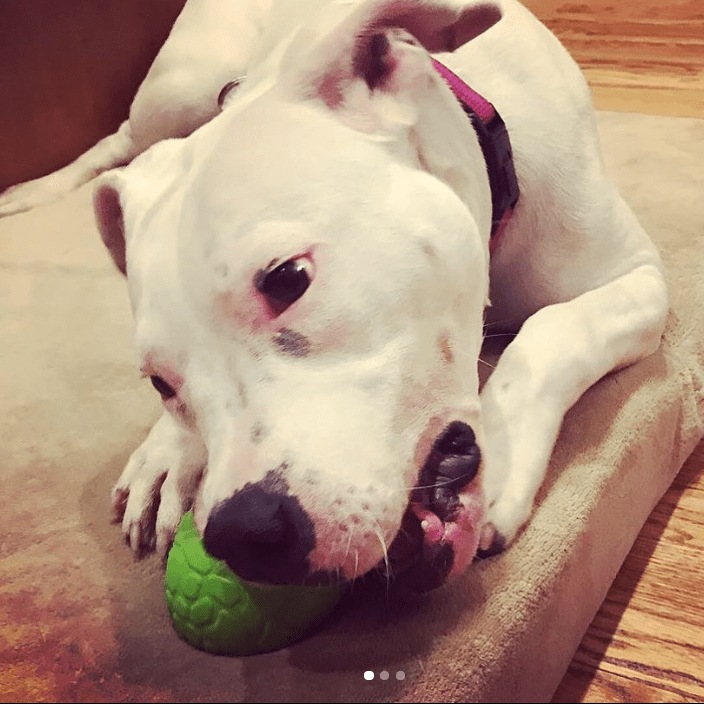 Dinosaur Egg Dog Chew Toy & Treat Dispenser for Large Dogs, Green
