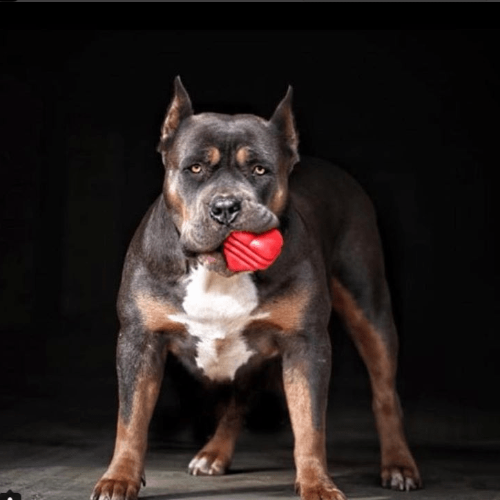 Heart on a String Large Dog Chew and Tug Toy – Red Rubber, Rope Handle