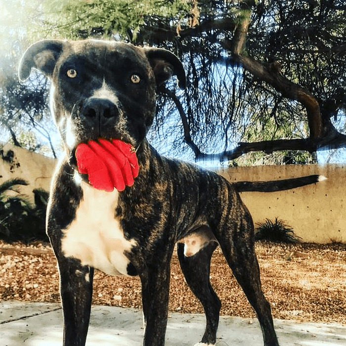 Heart on a String Large Dog Chew and Tug Toy – Red Rubber, Rope Handle