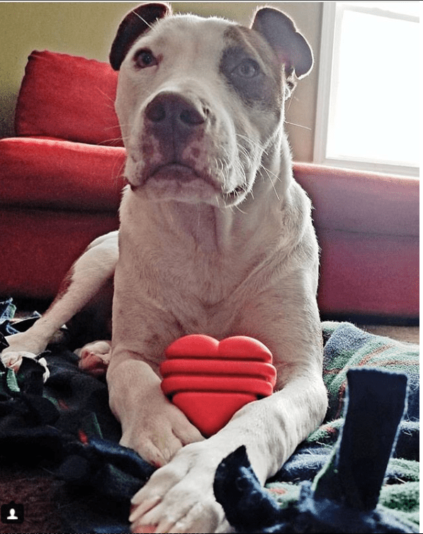 Heart on a String Large Dog Chew and Tug Toy – Red Rubber, Rope Handle