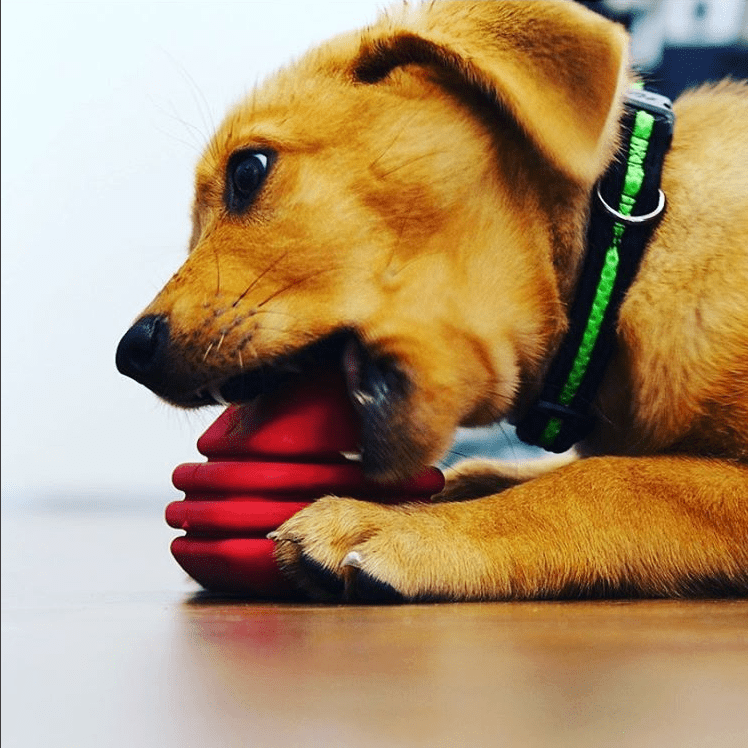 Heart on a String Large Dog Chew and Tug Toy – Red Rubber, Rope Handle