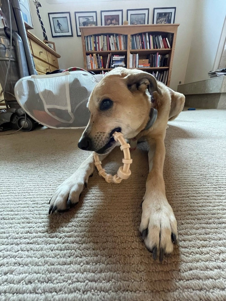 Honey Bone Chicken Flavored Teething Ring for Dogs, 5.25"