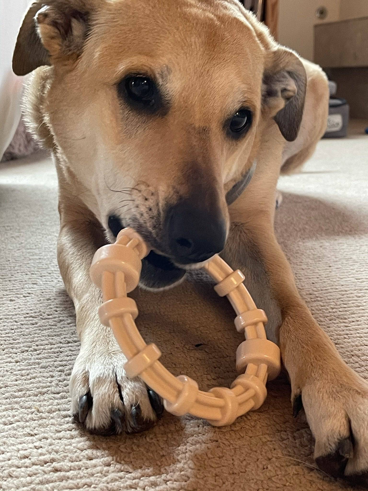 Honey Bone Chicken Flavored Teething Ring for Dogs, 5.25"