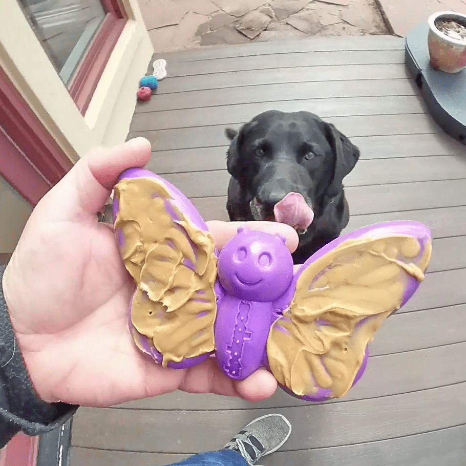 Butterfly 2-in-1 Chew and Enrichment Toy for Dogs, Nylon