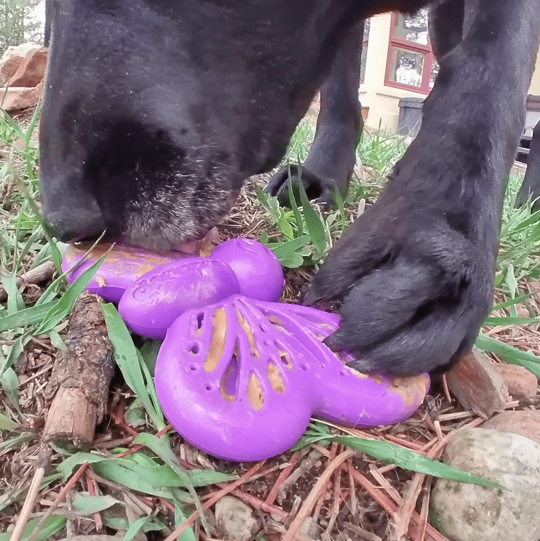 Butterfly 2-in-1 Chew and Enrichment Toy for Dogs, Nylon