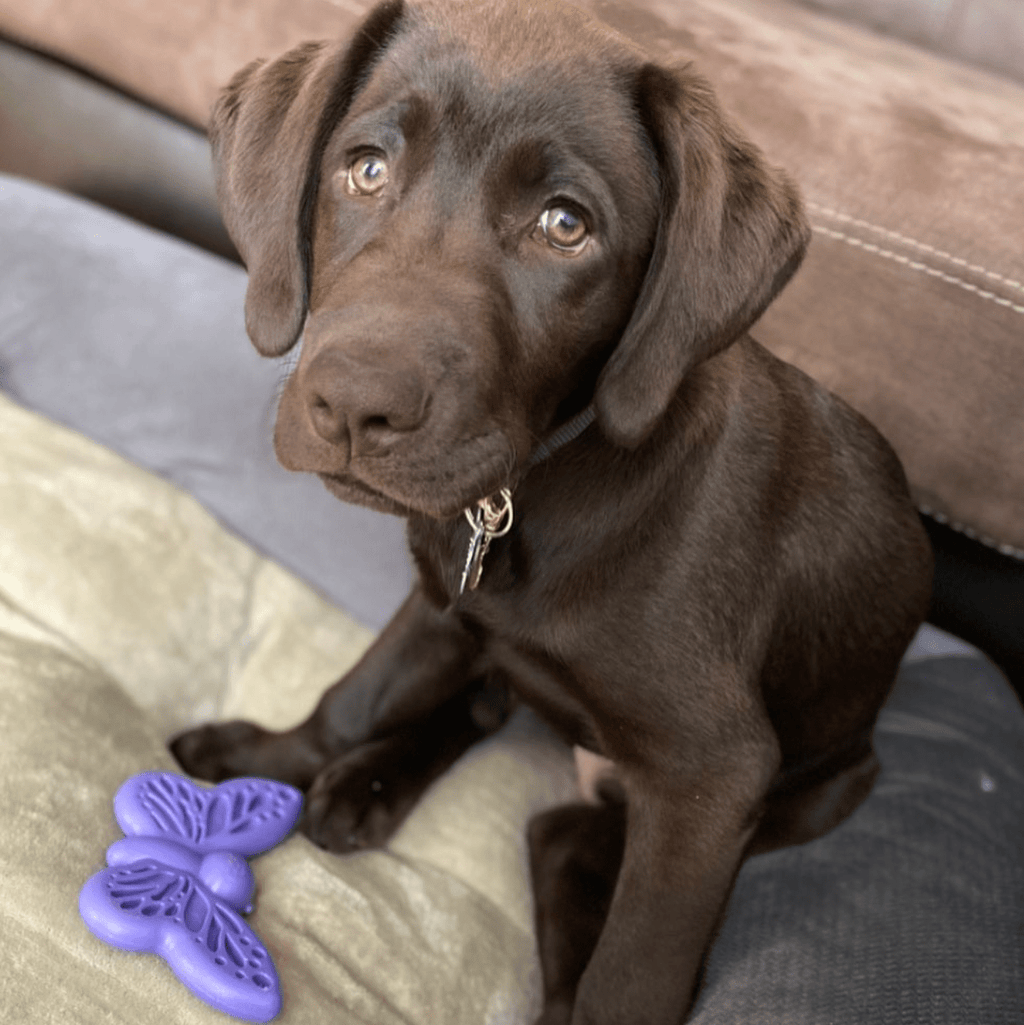 Butterfly 2-in-1 Chew and Enrichment Toy for Dogs, Nylon