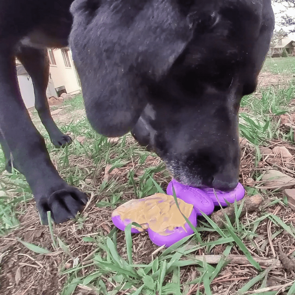 Butterfly 2-in-1 Chew and Enrichment Toy for Dogs, Nylon