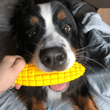 Corn on the Cob Nylon Dog Chew Toy for Power Chewers, 7"