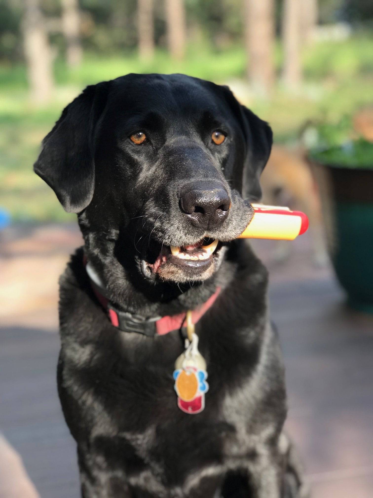 Hot Dog Nylon Chew Toy for Aggressive Chewers, 6.25"
