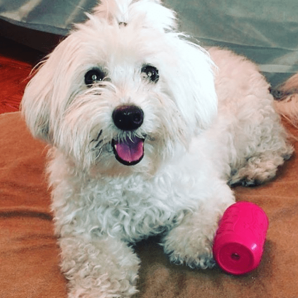 Puppy Can Toy Durable Rubber Chew & Treat Dispenser – Pink