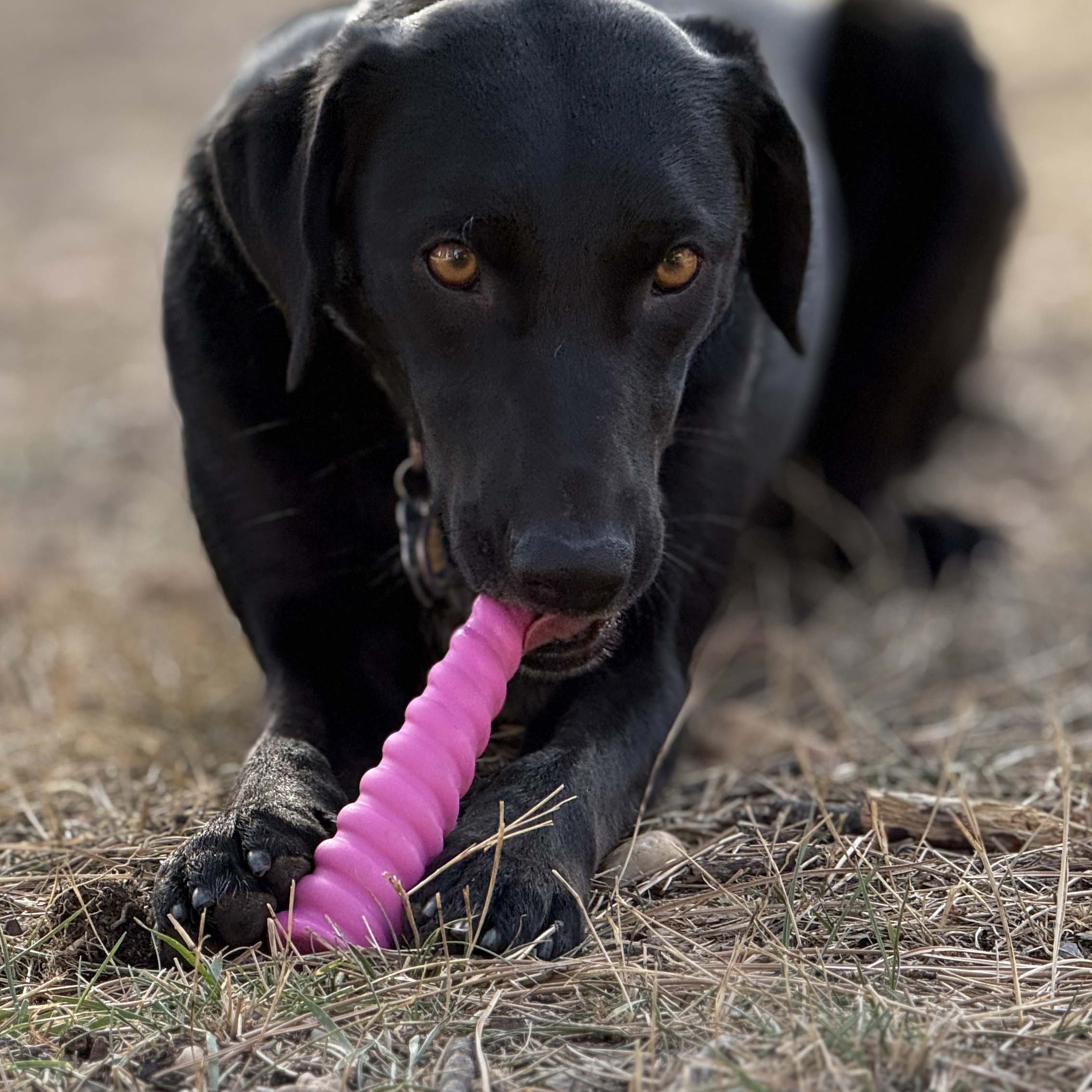 Unicorn Horn Dog Chew Toy – Durable Nylon, Pink & Brown, 7"
