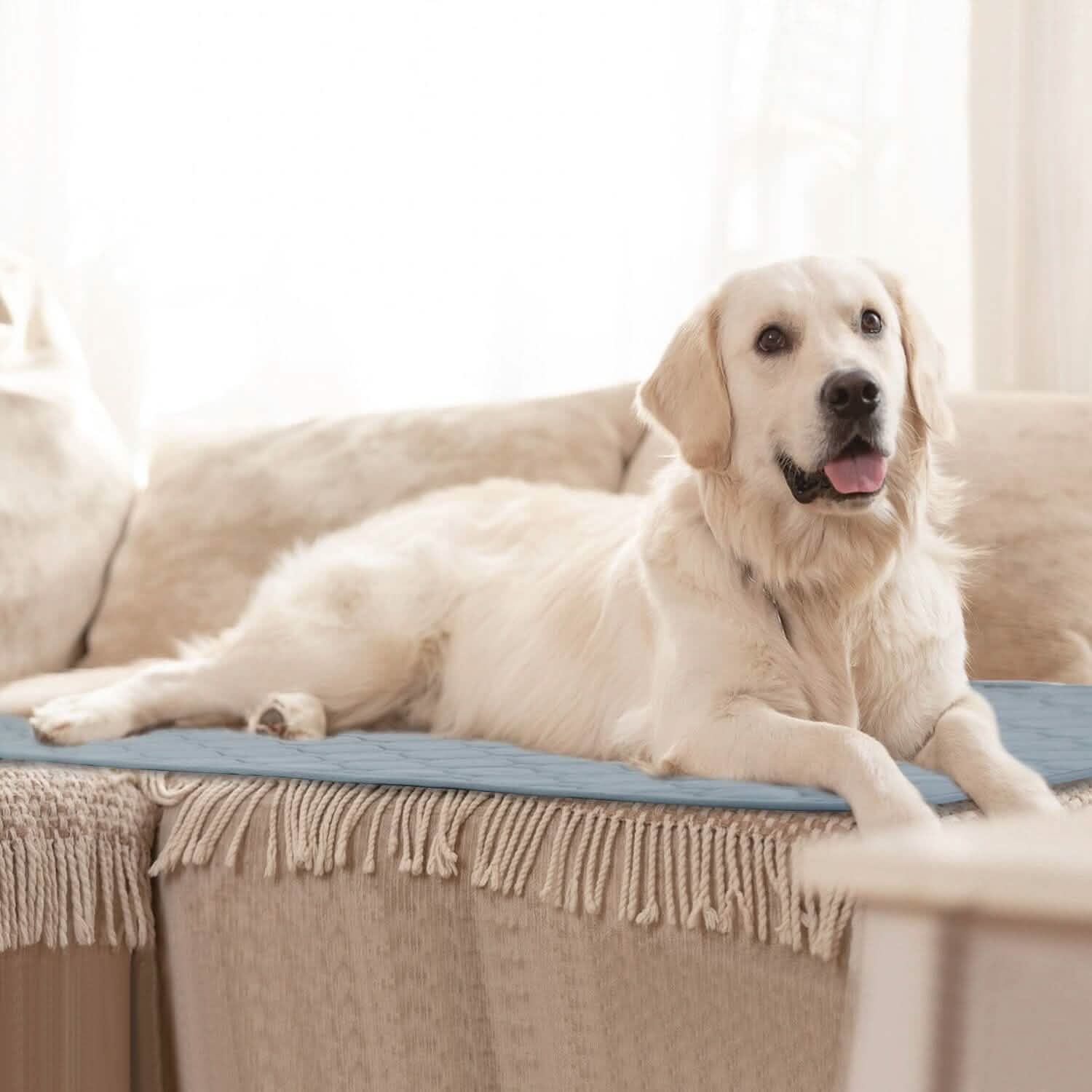 Reusable Dog Pee Pad with Four-Layer Absorbent Protection
