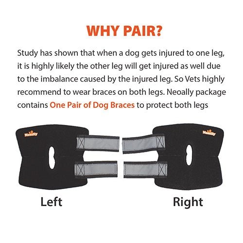 Back Hock Dog Braces, Pair – Neoprene and Nylon Support
